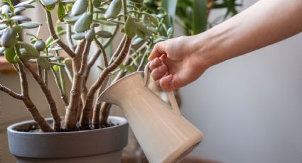 Plantas de interior: Conoce las 3 suculentas de sombra que se pudren fácilmente