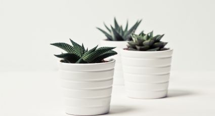 Plantas de interior: Decora tu hogar con estos 5 cactus sin pinchos fáciles de mantener