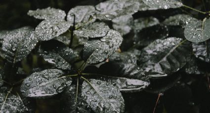 Evaporación de agua y microclima en casa, la alternativa ideal para regar tus plantas de interior