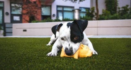 ¡No limpies la orina de perro con cloro! El potente remedio casero para limpiarlo de forma segura y eliminar malos olores