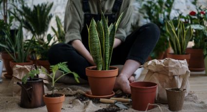 Revive tus plantas de interior con este abono orgánico hecho de azúcar y bicarbonato de sodio