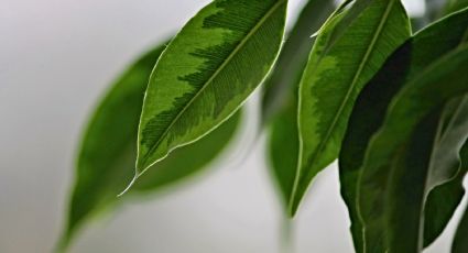 ¿Cómo cuidar el Ficus Benjamina, la planta de interior que purifica el aire?