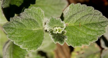 Plectranthus coleoides: La planta que huele a incienso, perfecta para decorar y aromatizar tu casa