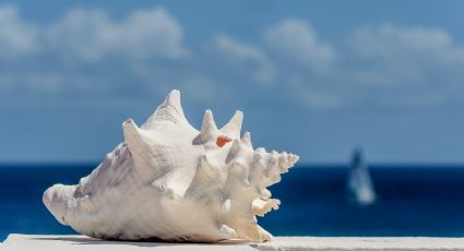 ¿Coleccionas caracoles de mar? Esta es la razón por la que el Feng Shui NO lo recomienda