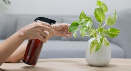 Una cucharadita de este fertilizante casero con 2 desechos de cocina y tus plantas florecerán todo el año