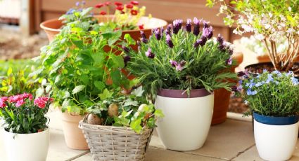 Estas son las plantas de exterior perfectas para decorar tu terraza y hacer que se vea elegante