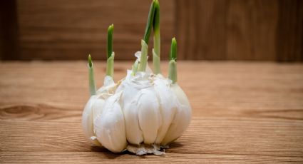 Huerto en casa: 2 métodos fáciles para cultivar ajo en agua y en maceta