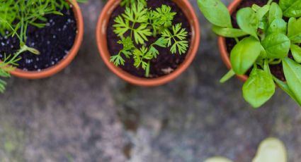 Dale otro uso a los bidones de agua para cuidar tu jardín y tu huerto en casa