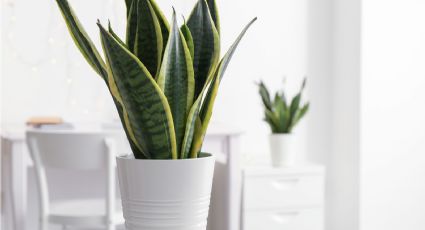 La mejor forma para reproducir la lengua de suegra o sansevieria utilizando solo 1 ingrediente