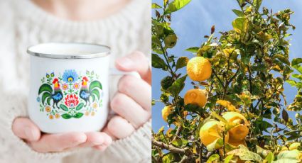 Plantas: ¿Cómo plantar un limonero en una taza como aromatizante casero?