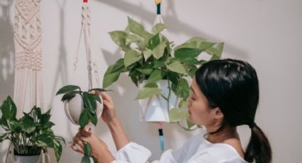 Estas son las plantas de interior que pueden ayudarte a atraer dinero y suerte, según el Feng Shui