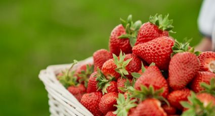 Así puedes conservar tus fresas al vacío en 10 segundos para hacer que duren mucho más tiempo