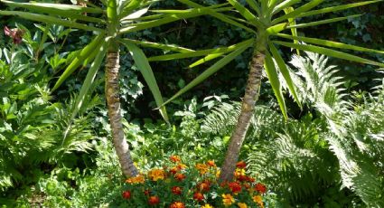 ¿Quieres una planta fácil de cuidar? Conoce la yuca, la suculenta ideal para decorar tu cocina