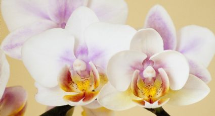 Reutiliza las cáscaras de huevo para hacer florecer tus orquídeas TODO EL AÑO