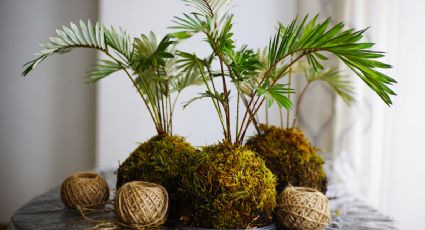 Plantas de interior: ¿Cómo hacer un kokedama con ingredientes de cocina?