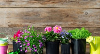 Truco casero con papel aluminio para repeler insectos en las plantas de tu huerto