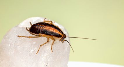 Haz el veneno MÁS BARATO y ecológico con bicarbonato para acabar con las cucarachas