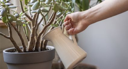 Combate los hongos de tu planta de jade y suculentas con este fungicida casero