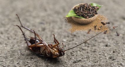 Elimina las cucarachas de manera EFECTIVA con este remedio casero