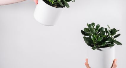 ¿Qué propiedades tiene el árbol de jade? 3 beneficios de tener esta planta del dinero que no sabías