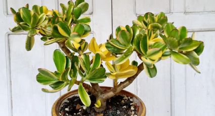 ¿Cuánto tiempo vive un árbol de jade? Las 7 preguntas más comunes sobre esta planta