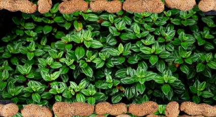 Revive tus plantas marchitas y podridas con este abono orgánico de cáscaras de cacahuete