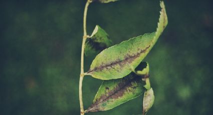 Elimina los hongos de tus plantas con este sencillo fungicida casero de solo 2 ingredientes