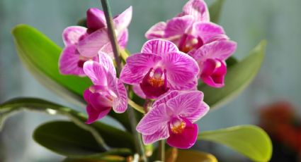 Haz que tus orquídeas exploten de flores usando una esponja de cocina