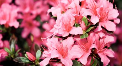 ¿Cómo hacer florecer las azaleas? Haz abono orgánico con 2 ingredientes y tendrás una explosión de flores