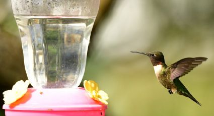 Descubre la manera correcta de utilizar un bebedero para colibríes en el huerto urbano