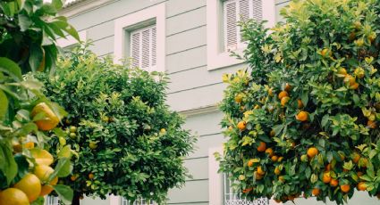 ¿Quieres un árbol frutal en tu jardín? Esta es la maceta perfecta para que crezca RÁPIDO