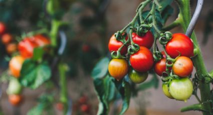 ¿Tu planta de tomates se está secando? Te explicamos la razón y un remedio casero para solucionarlo