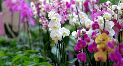 Prepara el mejor abono para la floración y consigue unas orquídeas hermosas