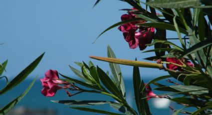 ¡Cuidado! Esta planta de laurel con flores rosas es venenosa y podría estar en tu jardín