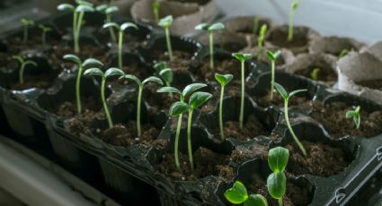 Esta es la mejor forma de cultivar tomate en cartones de huevo reciclados para hacer tu huerto en casa