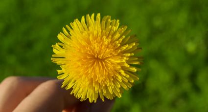 Elabora un aceite del diente de león para rejuvenecer tu piel