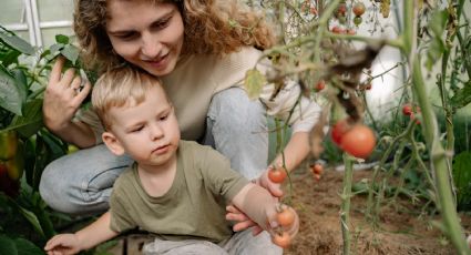 Huerto en casa: ¿Cómo cultivar los tomates cherry?