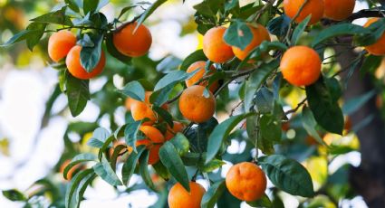 Prepara un abono casero con cáscaras de huevo para tus árboles frutales