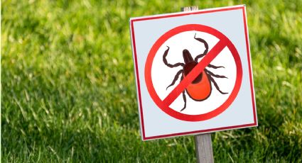 Estos son los mejores pasos para preparar un potente insecticida hecho de lavanda