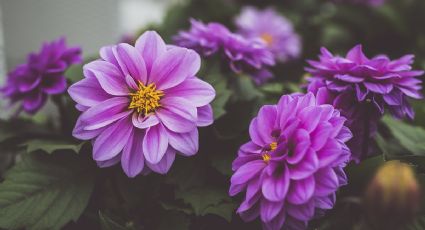 Con este ingrediente puedes preparar un abono para una floración perfecta en verano