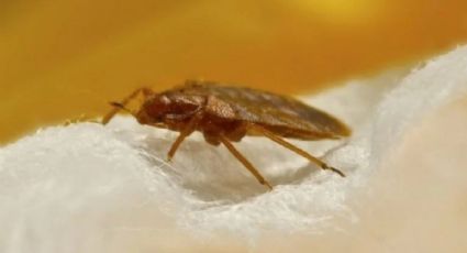 ¿Chinches en el sillón? 3 formas fáciles para eliminar estos insectos