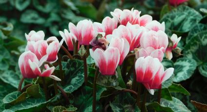 Conoce los cuidados básicos de la planta ciclamen para que siempre tenga las flores más bonitas