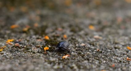 Dile adiós a la cochinilla algodonosa de las plantas con estos 3 ingredientes