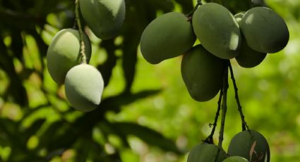 Aplica este abono ecológico y BARATO a tu huerto en casa para que tus plantas se llene de deliciosos frutos