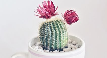 Prepara este fertilizante orgánico líquido para que tus cactus exploten de flores