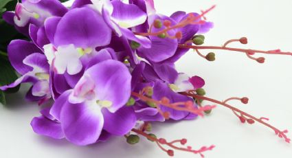 Una pizca del ABONO MÁS BARATO y tus orquídeas explotarán de las flores más hermosas