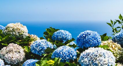 El ingrediente de cocina que debes usar para reproducir hortensias con tan solo una hoja