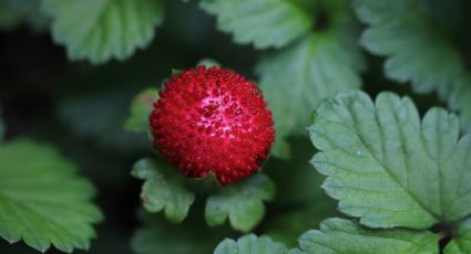 Así puedes cultivar tus propias fresas en estas macetas colgantes hechas con botellas de plástico