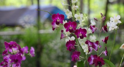 Abono casero con cáscaras de papa para que tus orquídeas exploten de flores