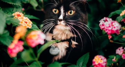 ¿Tienes gatos? Cuidado con estas plantas tóxicas para las mascotas que seguramente tienes en casa